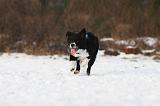 BORDER COLLIE 1174